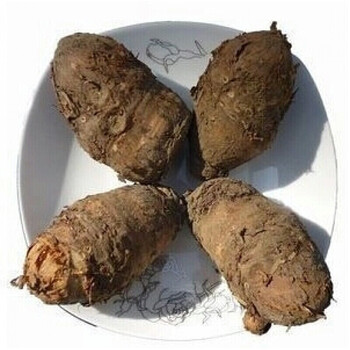 元冬独角莲种子 丁独豆独角连(莲)丁独豆独角连(莲)独角莲新鲜种子