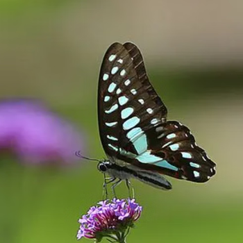 采缇蝴蝶蛹可孵化 玉带柑橘碧凤蝴蝶儿童科普碧凤德罕紫斑饲养幼儿园