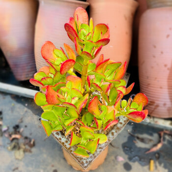 多肉花植物組合盆栽大型老樁肉肉稀有品種罕見大葉姬紅花月高度20釐米