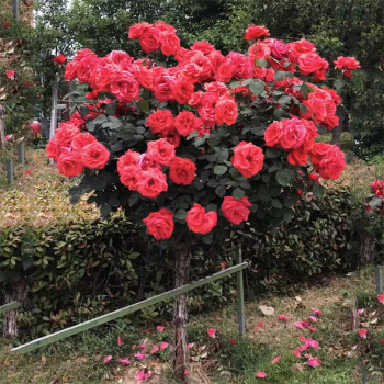 樹樁月季花苗 樹狀月季花樹樁樹形月季樹型 嫁接樹樁月季花樹苗 大花