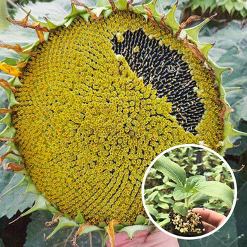 大禹向日葵种子可食用观赏葵花种籽高产种苗大粒小粒蔬菜种孑家庭种植 大粒 食用向日葵苗24棵 图片价格品牌报价 京东