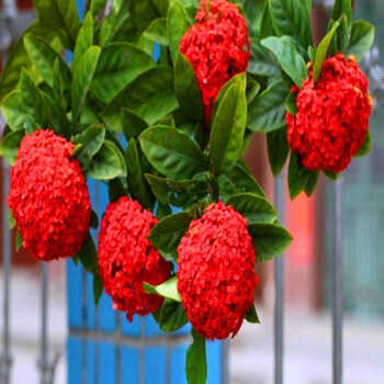 中华大花木本琼花木绣球树苗室外地栽盆栽绣球花苗绣球树苗 红色绣球