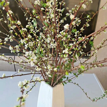 干枝遇水开花干枝雪柳遇水开花鲜切干支花水养喷雪花腊梅红梅插水开花泡水干枝雪柳6枝60厘米 赚吆喝不含盆 图片价格品牌报价 京东