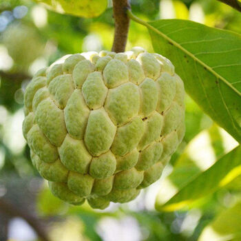 新鲜水果 番荔枝 佛头果 现摘现发 释迦摩尼果 3斤中果【5-7斤】