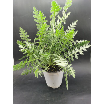 西洋蓍草 欧蓍草 红花 黄花 白色 食用 观赏 花境 欧蓍草(黄) 含盆