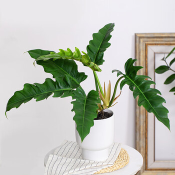 牧粮健泰国蔓绿绒进口盆栽网红绿植盆栽吸甲醛办公室客厅室内好养植物