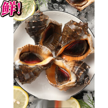 安峰山海螺鲜活新鲜超大海螺特大海鲜贝壳类水产青岛特产响螺2斤装