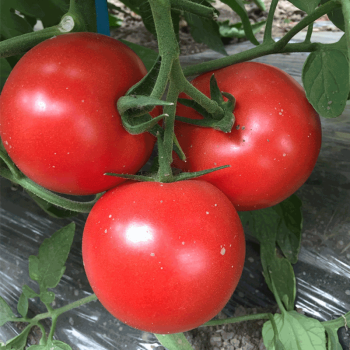 金龍 蕃茄种籽 矮大红番茄种子 早中熟矮生大红西红柿种子蕃茄种子蔬果蔬菜种子洋柿子种孑500粒/包