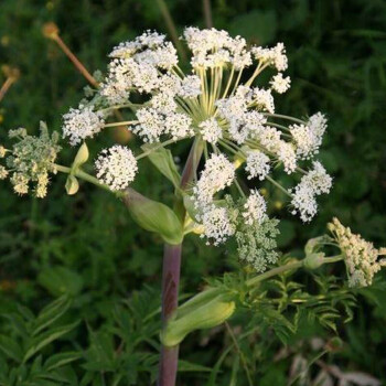 周金祥白芷種子中藥材種子白芷子祁東北奇花異草植物種發芽率高芳香