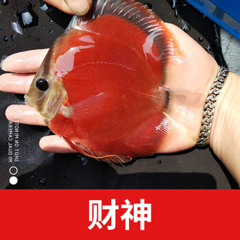 神仙鱼活体活物七彩神仙鱼鱼苗热带淡水观赏鱼运输包活岚黛财神1条78