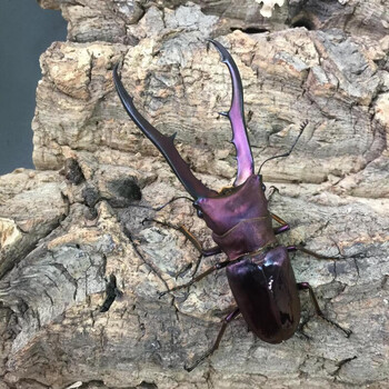 【捕虫少年】美他利佛细身赤锹形虫 (锹甲兜虫独角仙)宠物甲虫 美他