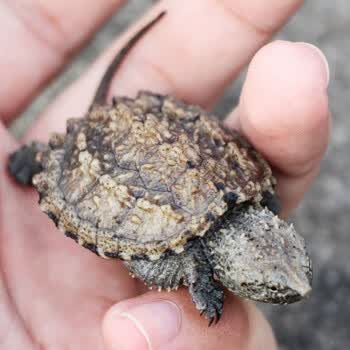 易萌 暴刺纯佛鳄龟活体乌龟杂佛小鳄龟观赏龟活体宠物活体龟 爆刺鳄龟