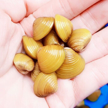 春瑞溪蚬蚌小河蚌黄金蚬观赏净水鲜活观赏螺淡水冷水鱼缸除绿水藻贝壳
