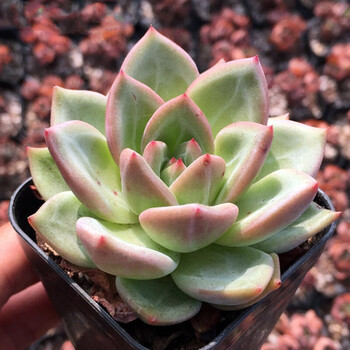 香槟多肉植物组合盆栽肉肉新手植物办公室创意花卉绿植香槟45cm塑料石