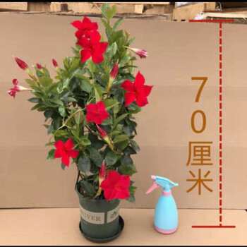 花爬藤蔓植物绿植公室室内阳台四季绿植花卉盆栽 红丝绒飘香藤特大苗