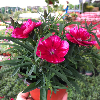 科罗娜大花石竹红色白边 原盆原土