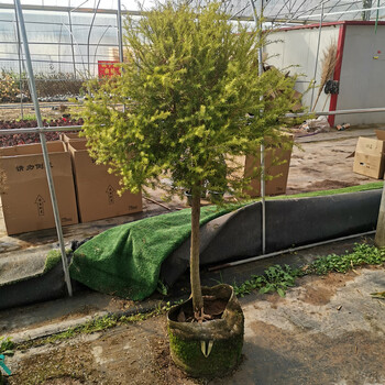 花境植物黄金香柳黄金清香木千层金庭院绿化点缀耐寒多年生大棒棒糖不