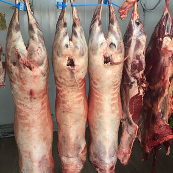 整只羊 青海草膘羊肉 新鲜羊肉 青藏高原产地全羊藏羊生鲜 净重35斤