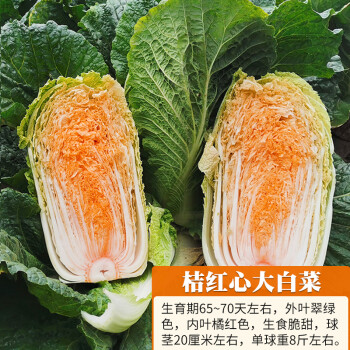 蔬菜种孑春秋四季种植农家娃娃菜种籽【养生红心菜】桔红心大白菜2克