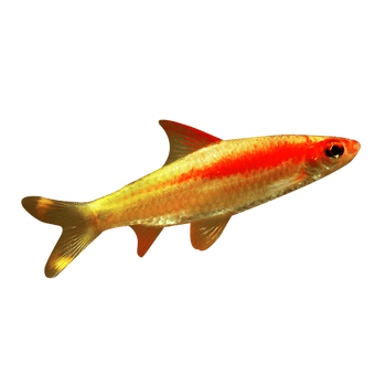 cmcm一眉道人鱼黄金道人稀有变异种体鳉鱼草缸群游淡水热带观赏鱼活体