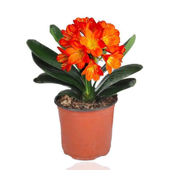 君子兰花苗盆栽四季开花卉绿植室内外盆栽大苗 【芙蓉】 【2-3片叶子