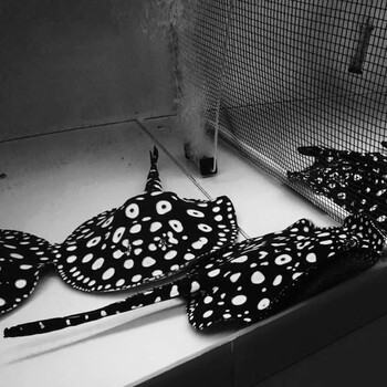 jypet魟鱼活鱼纯血皇冠黑白魟鱼白子黑帝王练手珍珠魟龙鱼配鱼活体