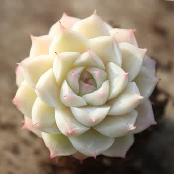 进口多肉植物惊鸿仙子阳台桌面迷你绿植小肉肉稀有品种 新品颜如玉 4