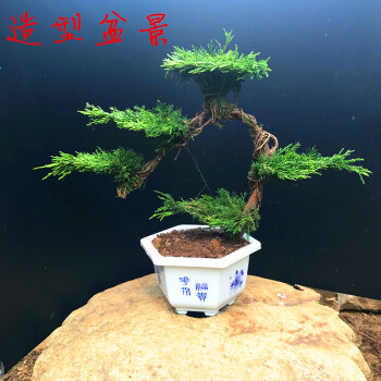 松树室内植物花卉好养活小盆栽迎客松盆景真树四季常青绿植罗汉松5片迎客松造型含盆 图片价格品牌报价 京东