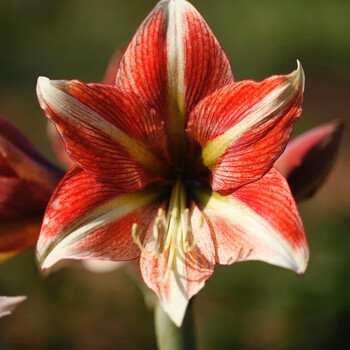 荷兰进口朱顶红种球重瓣大球 鬼魅 黛丝南非球 颜色对版 猫眼石之星24