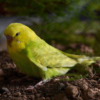 闽笼 一物一拍 亲人上手鹦鹉幼鸟特色大头虎皮牡丹玄凤鹦鹉玩具鸟活物异宠活体宠物鸟雏幼体幼崽特萌大体型特色大头新品种 10 图片价格品牌报价 京东