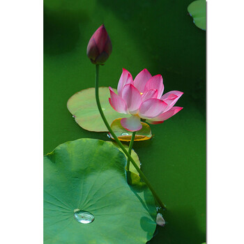 荷花图莲花海报自然风景画绿色荷叶竖版房间玄关入户装饰壁画x124060