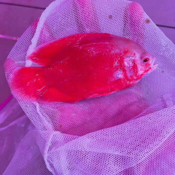 萌小鼠地图鱼活鱼观赏鱼黑黄金白中大型鱼苗幼苗血麒麟猪仔鱼花猪鱼