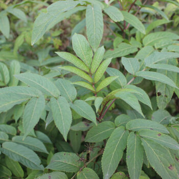 鮮接骨草野生陸英中藥八稜麻小接骨丹跌打扭傷 接骨草苗2株