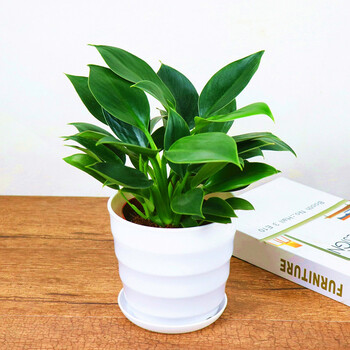 绿叶金钻盆栽绿公主盆栽招财植物大叶金钻四季常青室内办公室盆栽高30