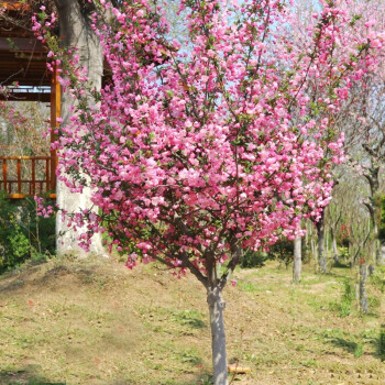 滨淇庭院地栽大型高杆海棠树苗西府海棠垂丝海棠花