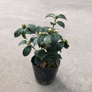 茶花五色赤丹 茶梅红山茶 重瓣香水茶花 耐寒多年生花卉 红茶花小盆