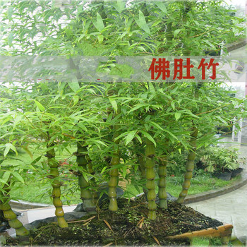 豫权佛肚竹盆栽佛竹罗汉竹小型矮化盆景葫芦竹阳台室内观赏绿植竹子苗