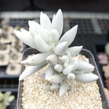 银月多肉植物稀有小贵货清棚满额阳台萌肉肉防辐射含发货绿植银月双头 不含盆土 图片价格品牌报价 京东