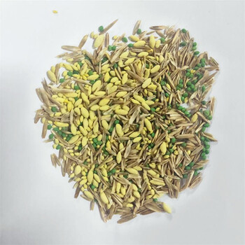 草籽四季常青庭院护坡固土草种籽草皮种子黑麦草 进口混播草【小区