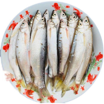 小白鱼新鲜川条鱼刁子油炸鱼淡水鱼翘嘴鱼现捞现杀