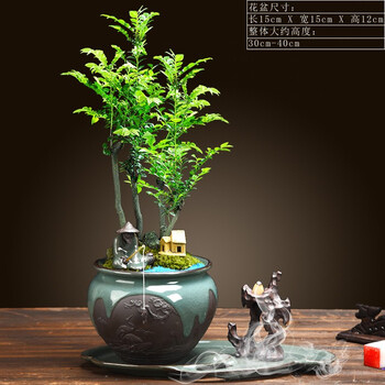 菜友黑骨茶小叶紫檀盆栽盆景树桩盆栽书房客厅阳台办公室内桌面绿植