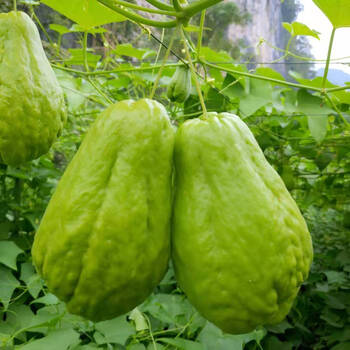 广西新鲜佛手瓜葵瓜农家自种洋瓜福寿瓜青瓜新鲜蔬菜批发29斤装佛手瓜