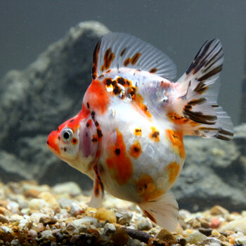 红白黑白鎏金活体鱼苗饲料淡水观赏鱼小金鱼冷水宠物67cm精品五花鎏金