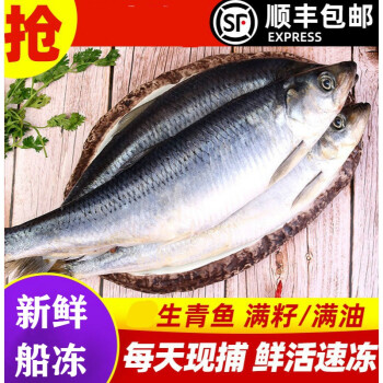 顺丰直达青鱼新鲜海鲜深海冷水鱼海捕青鱼排鱼冷冻青占鱼沙丁鱼3斤 净重无冰衣 图片价格品牌报价 京东