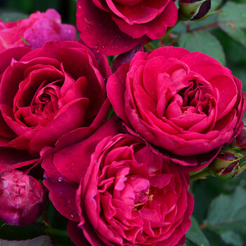 虹越月季6l盆栽苗洛特二百年