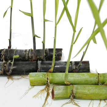 颜集卉高产甘蔗种子红皮种子青皮甘蔗苗黑皮甘蔗带芽发货四季播种甘蔗