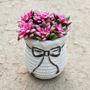 卡日松锦多肉植物群生多头肉肉花新手好养 卡日松锦蝴蝶结瓷盆 带盆栽