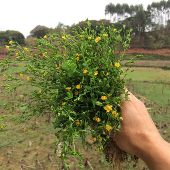 新鮮田基黃現採廣西中草藥材黃花仔深山黃金草雀舌草地耳草 生鮮250克