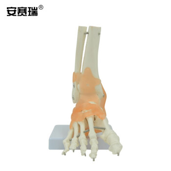 安赛瑞 关节模型 人体脚关节模型 足关节足脚骨付韧带模型 骨骼医学教学1:1踝关节解剖结构模型 601396