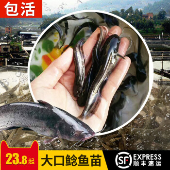 大口鯰魚苗活體淡水養殖鬍子鯰魚苗南方河土鯰魚觀賞魚放生鰱魚苗kww 